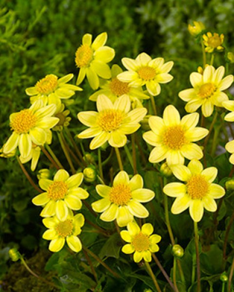 Dahlia Topmix Yellow